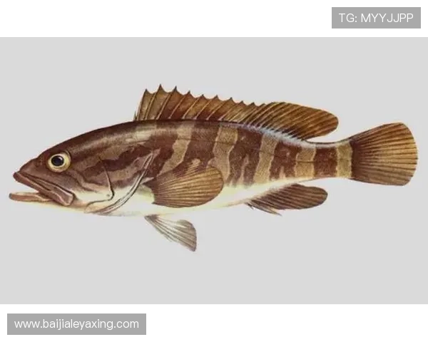 掌握K8扑鱼游戏中的鱼类特性与最佳捕捉策略提升游戏体验